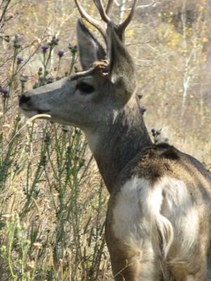 deer-pix-300x400
